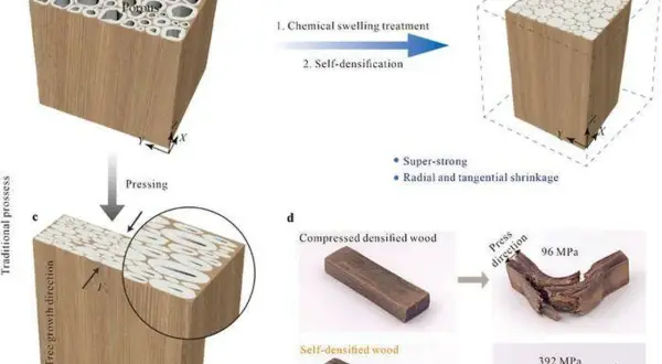 Proceso de densificación de madera para crear madera mas resistente. Muestra cómo la madera porosa se comprime para mayor durabilidad.