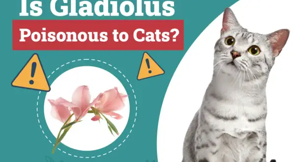 A cat looks up at a graphic asking "Is Gladiolus Poisonous to Cats?" with images of pink gladiolus flowers and warning signs.