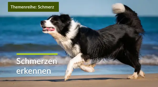 Ein Border Collie rennt am Strand. Die Text-Overlays "Themenreihe: Schmerz" und "Schmerzen erkennen" deuten darauf hin, dass die **Liegeposition Hund Schmerzen** signalisieren kann.