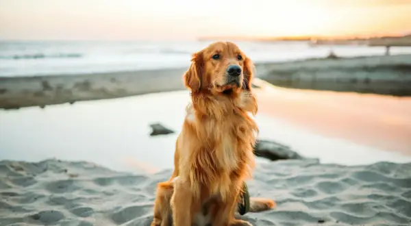 Złocisty golden retriever siedzi na plaży o zachodzie słońca, wpatrując się w morze.