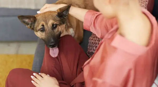Perro con la lengua afuera, recostado en el regazo de una persona. Si tu perro comió algo que no debía, consulta a un veterinario sobre cómo hacer vomitar a un perro.