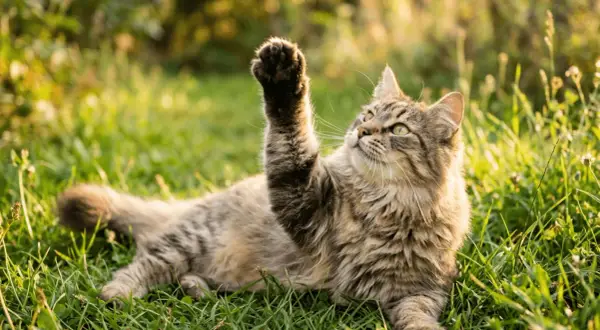 Un gato adulto, con pelaje atigrado y ojos verdes, juega en la hierba alta, levantando una pata juguetona.