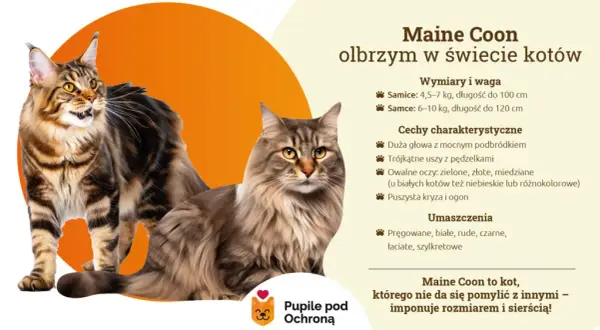 Maine Coon: Włosy czy sierść? Poznaj różnice i pielęgnację