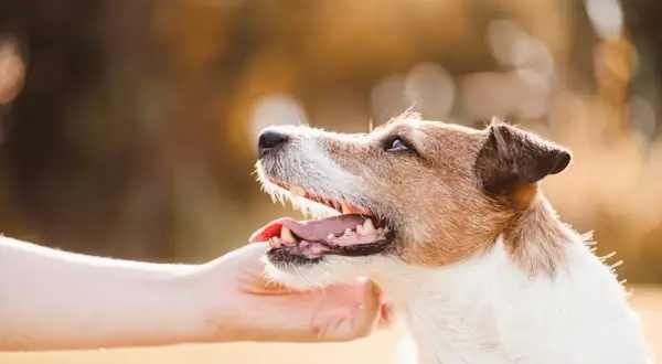 Un chien attend une caresse, une main tendue. Une astuce pour comment calmer son chien rapidement : la douceur et la patience.