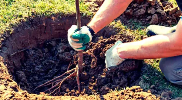 Mani guantate piantano un giovane albero da frutto in una buca scavata nel terreno. Il momento ideale per piantare alberi da frutto è ora.
