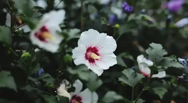 Białe kwiaty hibiskusa odmiany z czerwonymi pręcikami, otoczone zielonymi liśćmi.