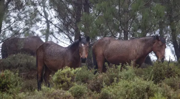 Caballos salvajes en la Serra da Groba, con el pelaje mojado por la lluvia, pastando entre la vegetación.