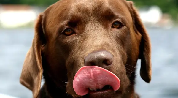 Czekoladowy labrador z językiem na wierzchu. Zastanawiasz się, dlaczego pies piszczy bez powodu? Może po prostu chce się bawić!