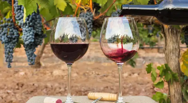 Zwei Gläser Rotwein werden vor reifen Trauben in der Beaujolais-Region gefüllt. Ein Korken und ein Korkenzieher liegen bereit.