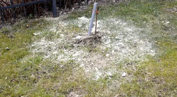 Młode drzewko na trawniku otoczone białym proszkiem, prawdopodobnie dolomitem, który ma chronić je przed szkodnikami.