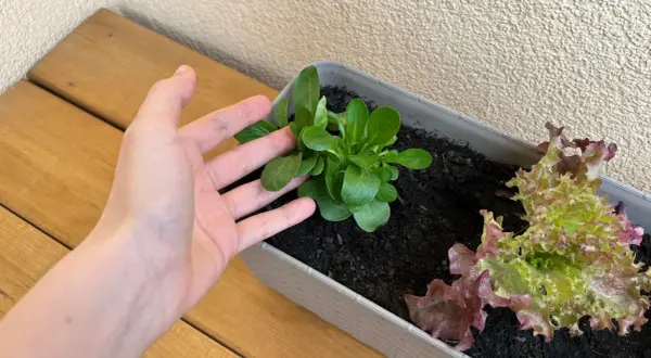 Dłoń nad młodą roszponką w donicy. Udana roszponka uprawa na balkonie, obok sałata.