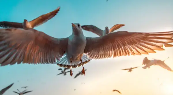A flock of seagulls in flight, captured in stunning bird photography. Their wings are spread wide against a gradient sky of teal and golden sunset hues.
