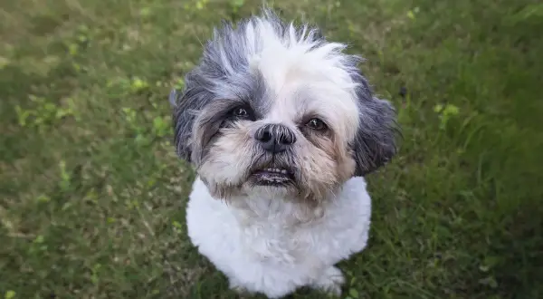 Uroczy piesek rasy shih tzu, z charakterystycznym umaszczeniem, siedzi na trawie. Różne odmiany shih tzu zachwycają swoim wyglądem.