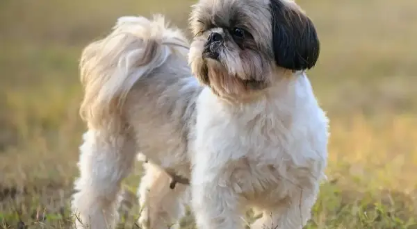 Shih Tzu: włosy czy sierść? Co to oznacza dla alergików i pielęgnacji