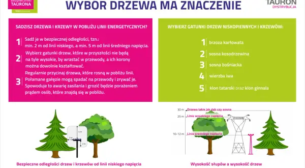 Drzewa na osiedla: Jak wybrać idealne? Poradnik eksperta