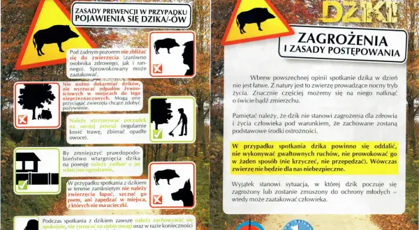 Dziki na osiedlu: Co robić? Bezpieczne zasady i numery alarmowe