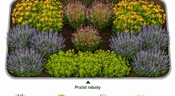 Kompozycja rabaty z roślinami wieloletnimi na stanowisko słoneczne: rudbekia, kocimiętka, przywrotnik i firletka.