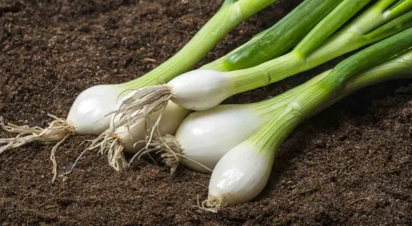 Oignons blancs prêts à être plantés dans la terre. Le moment idéal pour savoir quand repiquer les oignons blancs est arrivé.