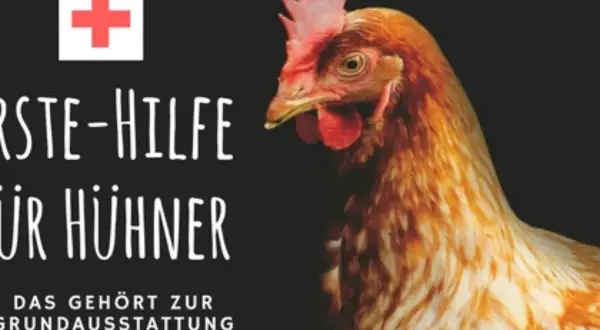 Erste Hilfe für Hühner: Wenn ein Huhn nicht mehr laufen kann, ist schnelles Handeln gefragt. Ein rotes Kreuz und ein Huhn auf schwarzem Grund.