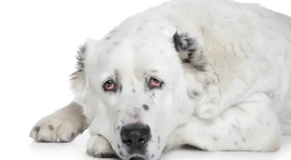Ein weißer Alabai Hund mit geflecktem Fell liegt auf dem Boden und schaut traurig.