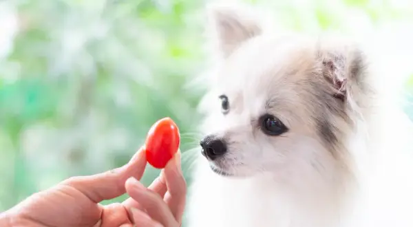 A fluffy white dog curiously sniffs a cherry tomato offered by a hand, prompting the question: can dogs eat tomatoes?