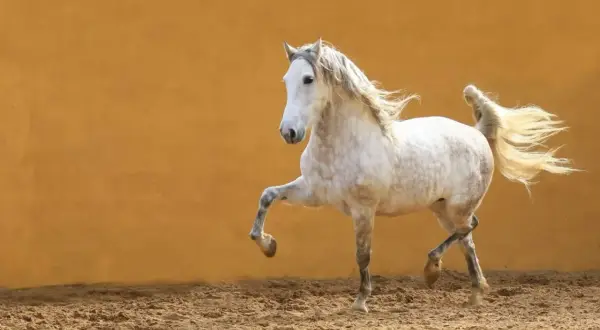 Piękny koń andaluzyjski w ruchu, z rozwianą grzywą i ogonem, na tle pomarańczowej ściany.