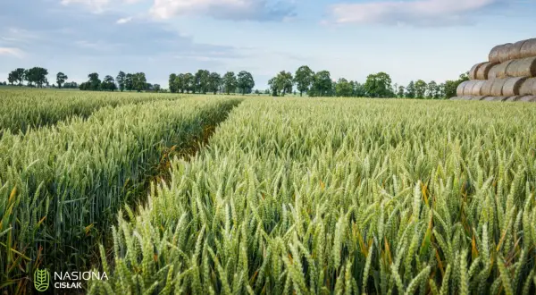 Zielone łany pszenicy Pallas, z widoczną ścieżką i stogami siana w oddali, pod błękitnym niebem z chmurami.