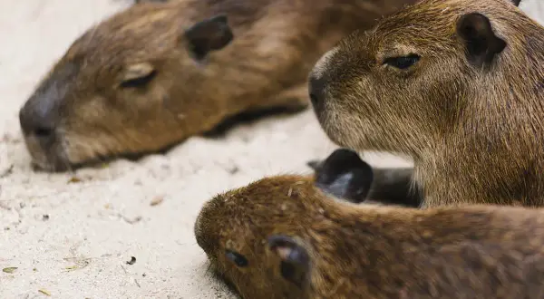 Trzy śpiące kapibary, krewny kapibary, leżą blisko siebie na piasku.