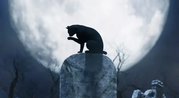 Qué significa soñar con gatos negros y sus sorprendentes interpretaciones