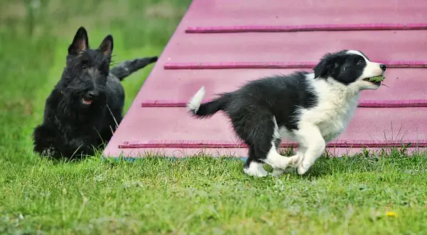 Border collie szczeniak: wymiana sierści kiedy i jak pomóc?