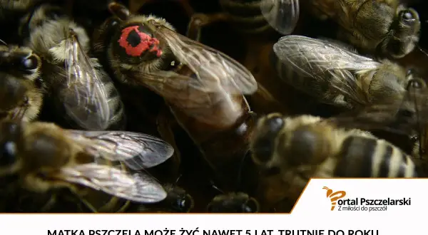 Matka pszczela żyje do 5 lat, trutnie do roku, a robotnice od wiosny do jesieni przeciętnie 5-6 tygodni.