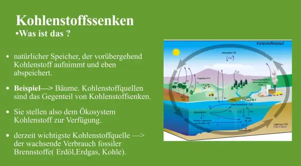 Schema des Kohlenstoffkreislaufs in der Biologie: Bäume als Kohlenstoffsenken, die CO₂ aufnehmen und speichern.