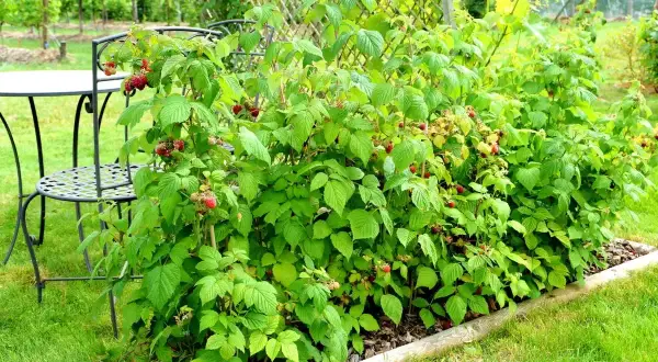 Krzewy malin w ogrodzie, z czerwonymi owocami i zielonymi liśćmi, tworzą piękny pomysł na maliny w ogrodzie.
