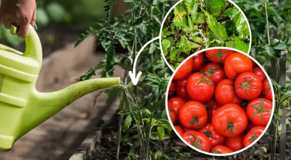 Podlewanie pomidorów wodą z pokrzyw – naturalny potas dla pomidorów. W tle dojrzewające pomidory.