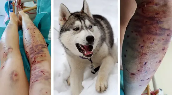Czy husky jest agresywny? Prawda o ich zachowaniu i naturze