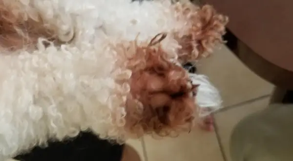 Puszysty bichon frise brązowy, z kudłatymi łapkami, odpoczywa na czarnych spodenkach.
