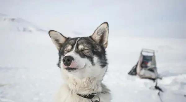Szczęśliwy husky syberyjski na śniegu. Zastanawiasz się, ile kosztuje husky syberyjski? Ten pies wygląda na zadowolonego z życia.