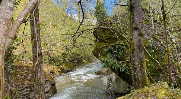 Un ruscello scorre tra rocce muschiose e alberi verdi, creando un'atmosfera serena che ricorda la cascata della Prata.