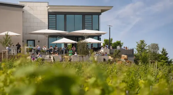 Winzergenossenschaft Herxheim: Weine, Vinothek & Events entdecken