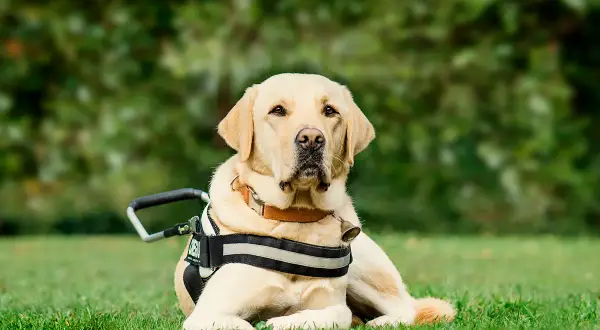 Un perro guía grande y amigable, con un arnés de trabajo, descansa en la hierba.