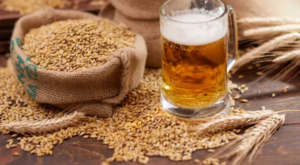 Słód jęczmienny, z którego powstaje piwo, zawiera gluten. Ziarna jęczmienia rozsypane wokół szklanki piwa i worka.