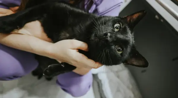 Gato negro con ojos verdes, sostenido por manos. Podría necesitar cuidados por insuficiencia renal en gatos.