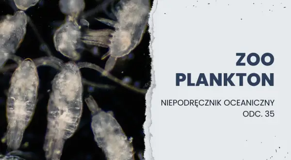 Jakie znaczenie mają protisty dla organizmów w Bałtyku i ich zdrowia