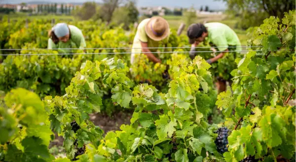Arbeiter ernten Trauben im Weinberg. Der biodynamische Weinbau steht für nachhaltige Landwirtschaft und gesunde Reben.