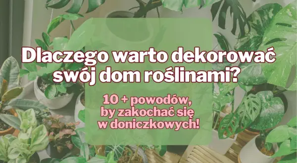 Dlaczego uprawiamy rośliny doniczkowe? Odkryj ich niezwykłe korzyści