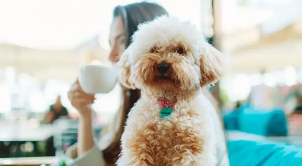 En fluffig hund med en mintgrön bricka på sitt rosa halsband njuter av en fika med sin ägare.