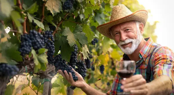 Winzer mit Strohhut hält Glas Rotwein, umgeben von reifen Weintrauben. Er bereitet sich darauf vor, Wein anzusetzen mit den frischen Trauben.