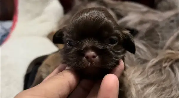 Cuándo abren los ojos los perros y qué esperar en su desarrollo