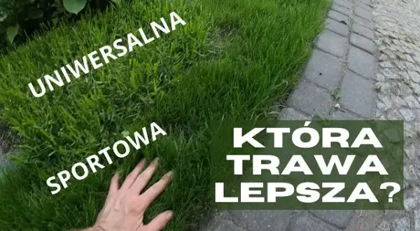 Jaką trawę na działkę rekreacyjną wybrać, by uniknąć problemów?