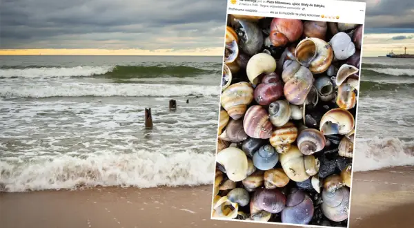 Kolorowe muszelki na plaży, które pokazują, jak powstają muszelki w Bałtyku. Fale obmywają brzeg, a na piasku leżą liczne skorupki.